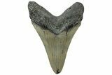 Serrated, Fossil Megalodon Tooth - North Carolina #311102-1